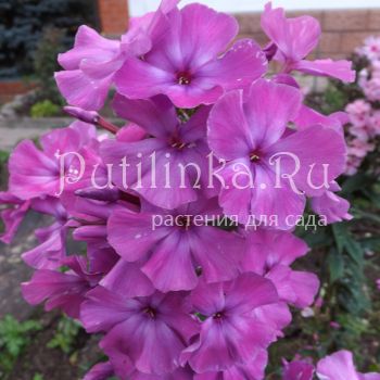 Флокс метельчатый Робинзон (Егорова В)*