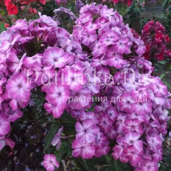 Флокс метельчатый Флора (Егорова В)*