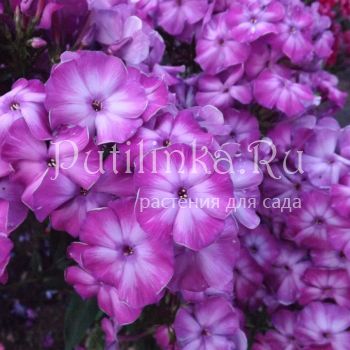 Флокс метельчатый Флора (Егорова В)*