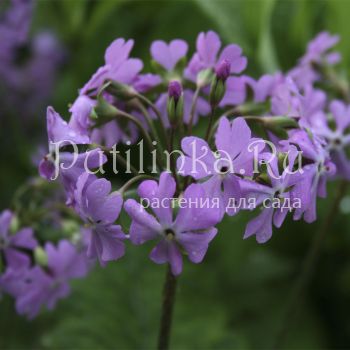 Примула отклонённая (Primula patens)