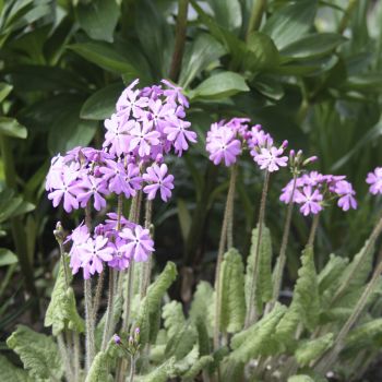 Примула отклонённая (Primula patens)