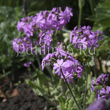 Примула отклонённая (Primula patens)