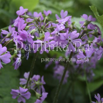 Примула отклонённая (Primula patens)