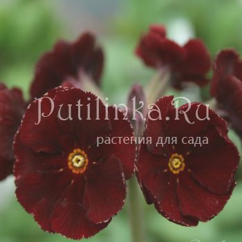 Примула полиантовая Garnet Cowichan (Primula Garnet Cowichan)
