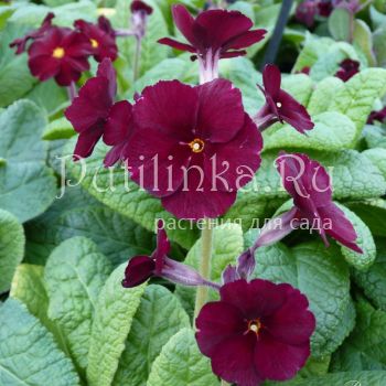 Примула полиантовая Garnet Cowichan (Primula Garnet Cowichan)