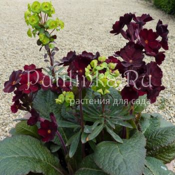 Примула полиантовая Garnet Cowichan (Primula Garnet Cowichan)