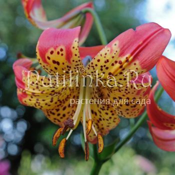 Лилия Фьюжн