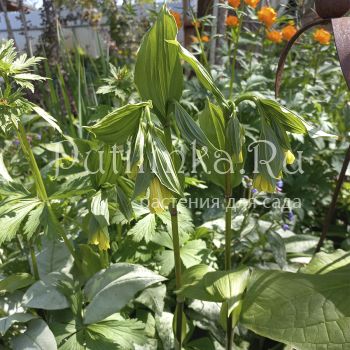 Диспорум желтеющий (D. flavens)