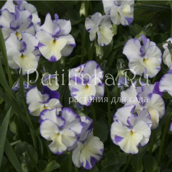 Фиалка рогатая Rebecca (V. cornuta Rebecca)