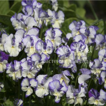 Фиалка рогатая Rebecca (V. cornuta Rebecca)