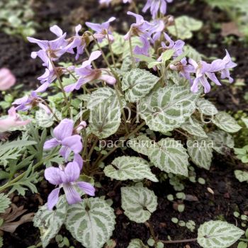 Фиалка Селкирка (Viola selkirkii)