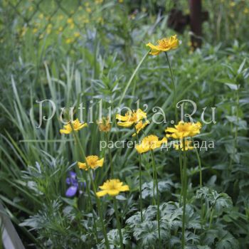 Купальница Фаррери (Trollius farreri)