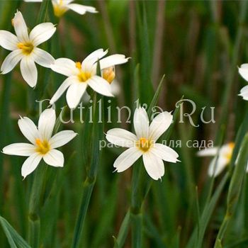 Сисюринхий узколистый Alba (Sisyrinchium angustifolium Alba)