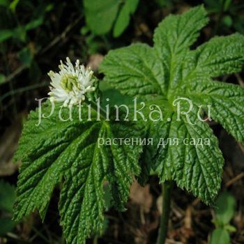 Гидрастис, желтоцвет канадский (Hydrastis canadensis)