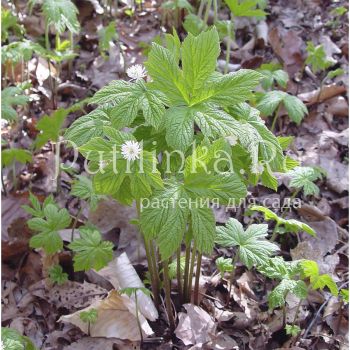 Гидрастис, желтоцвет канадский (Hydrastis canadensis)