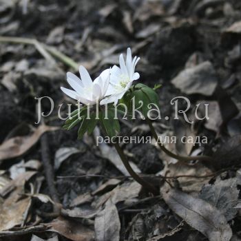 Анемона Радде (A. raddeana)