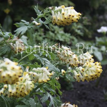 Хохлатка благородная (Corydalis nobilis)