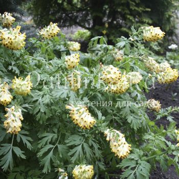 Хохлатка благородная (Corydalis nobilis)