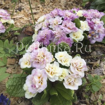 Примула Belarina Pink Champagne (Primula Belarina Pink Champagne)