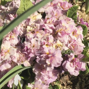 Примула Belarina Pink Champagne (Primula Belarina Pink Champagne)