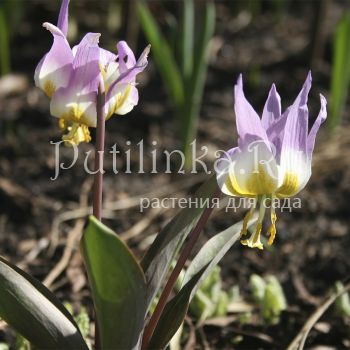 Кандык (сорт уточняется)