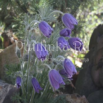 Прострел колокольчатый (Pulsatilla campanella)