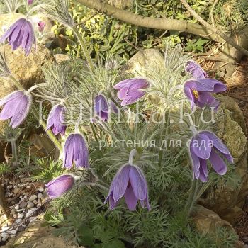 Прострел колокольчатый (Pulsatilla campanella)