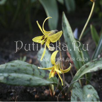 Кандык американский (Erythronium americanum)