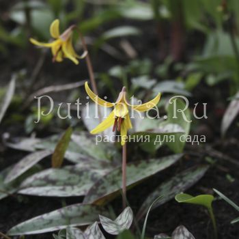 Кандык американский (Erythronium americanum)