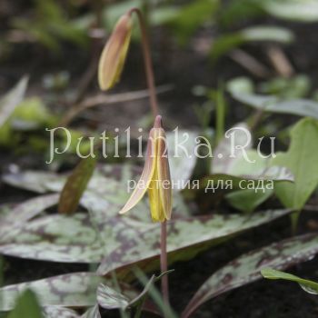 Кандык американский (Erythronium americanum)