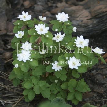 Анемонелла василистниковая (Anemonella thalictroides)