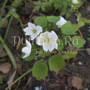Анемонелла василистниковая (A. thalictroides)