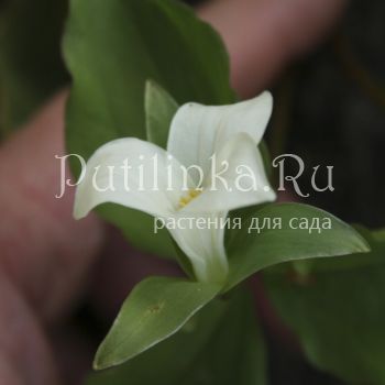 Триллиум камчатский (Trillium camschatcense)