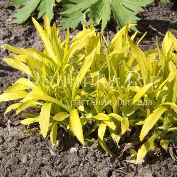 Гелениум Златовласка (Helenium)