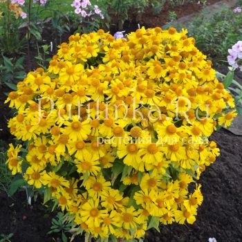 Гелениум Златовласка (Helenium)