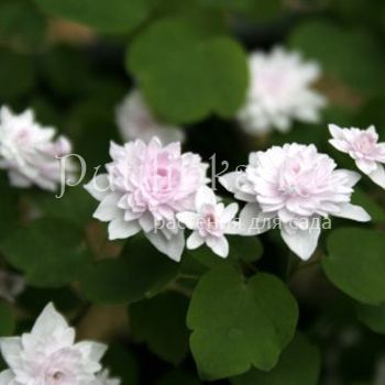 Анемонелла (Anemonella thalictroides Cameo)