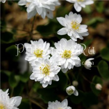 Анемонелла василистниковая Double White (Anemonella thalictroides Double White)