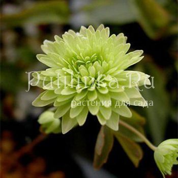 Анемонелла василистниковая Green Double (Anemonella thalictroides Green Double)