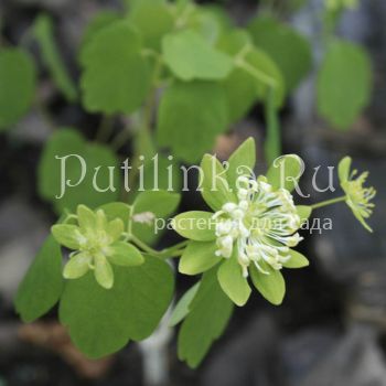 Анемонелла василистниковая Green Hurricane (Anemonella thalictroides Green Hurricane)