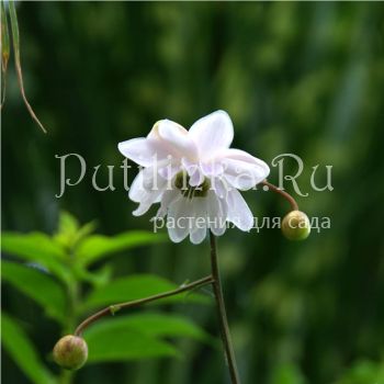 Анемонопсис (Anemonopsis macrophylla Flore Pleno)