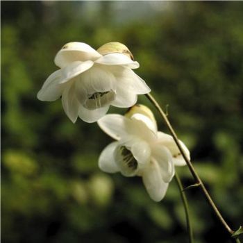 Анемонопсис (Anemonopsis macrophylla White flower form)