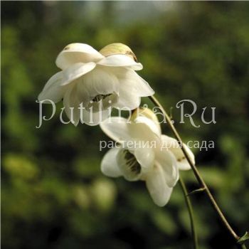 Анемонопсис (Anemonopsis macrophylla White flower form)