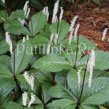 Хлорант сидячецветковый (Chloranthus sessilifolius)