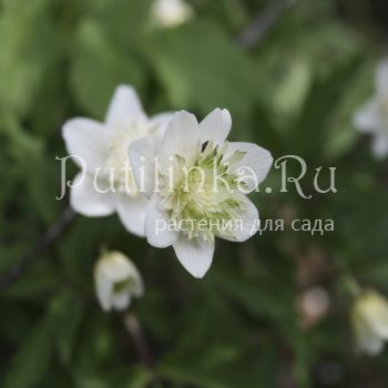 Анемона дубравная Alba (Anemone nemorosa сорт уточняется)