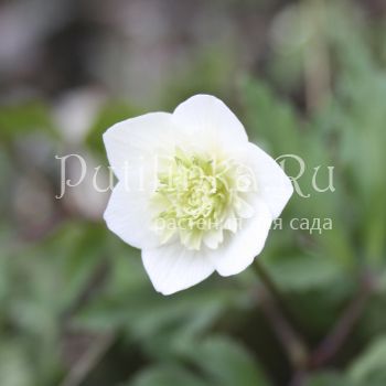 Анемона дубравная Alba (Anemone nemorosa сорт уточняется)