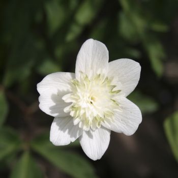 Анемона дубравная Alba (Anemone nemorosa сорт уточняется)
