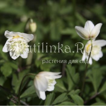 Анемона дубравная Alba (Anemone nemorosa сорт уточняется)