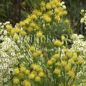 Астра льновидная, солонечник льновидный (Aster linosyris)