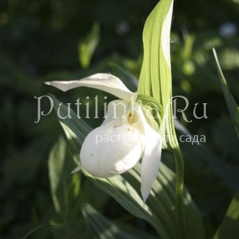 Башмачок крупноцветковый Alba (Cypripedium Macranthos)