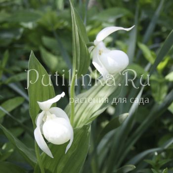 Башмачок крупноцветковый Alba (Cypripedium Macranthos)